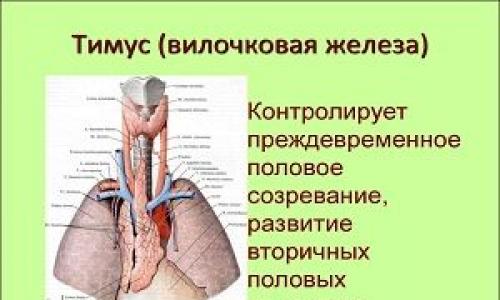 Эктопия щитовидной железы Регресс эктопия тимуса у взрослых