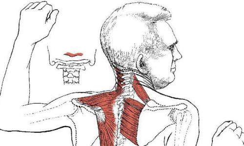Ромбовидная мышца – возможная причина боли в области лопаток Как укрепить ромбовидные мышцы спины