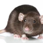Совместимость Крысы и Свиньи (Кабана) – выносимая легкость бытия Совместимы ли крыса и свинья